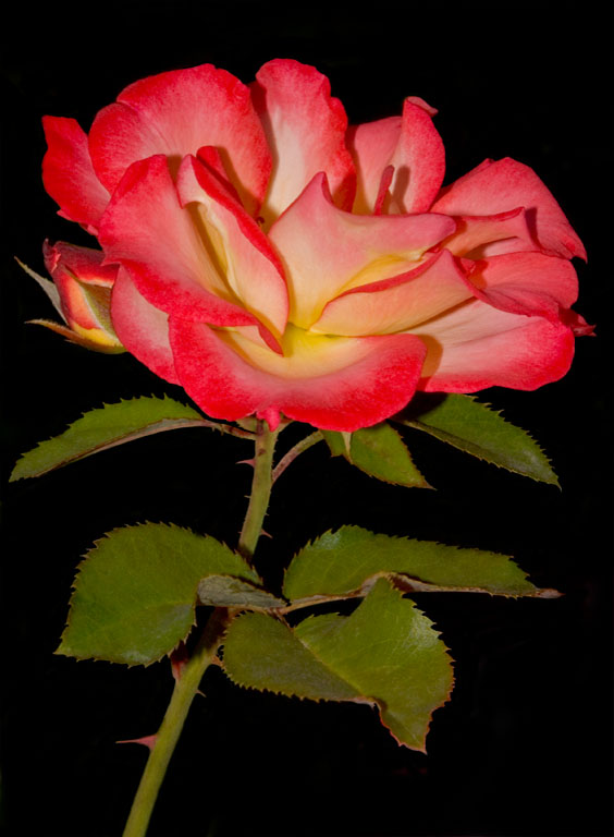 Oregon Rose 2